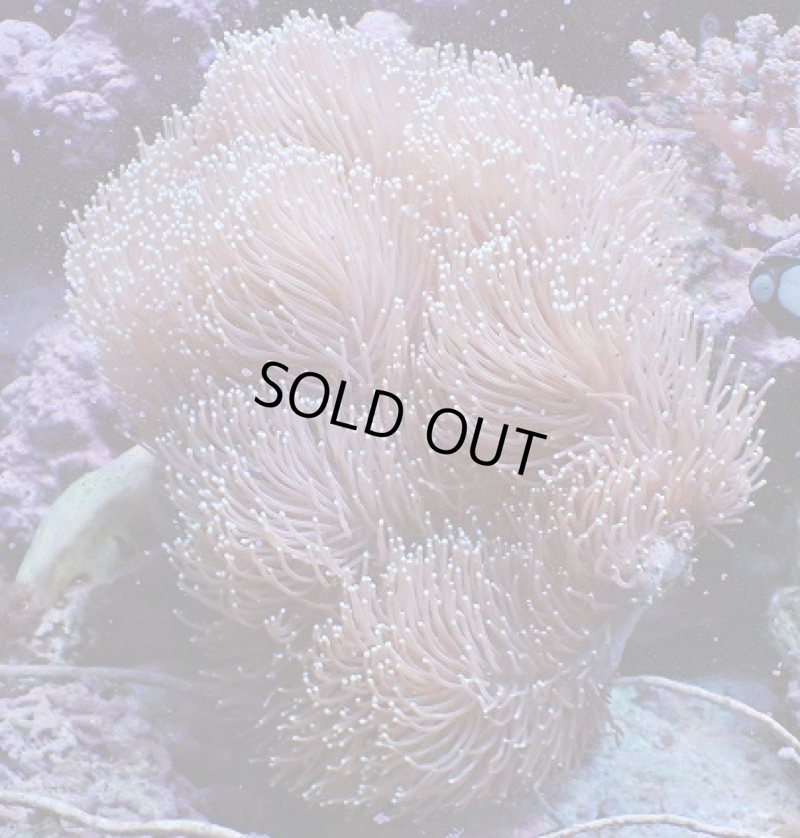 画像2: No.1 沖縄産　ウミキノコ　XXLsize (2)