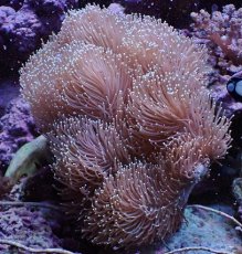 画像2: No.1 沖縄産　ウミキノコ　XXLsize (2)