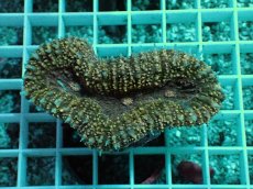 画像1: No.1 ハナガタサンゴ　オレンジ (1)