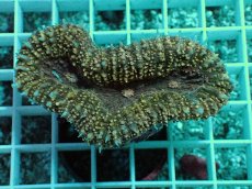 画像2: No.1 ハナガタサンゴ　オレンジ (2)