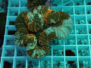 オオバナサンゴ　グリーンマルチ サンゴ】【通販】オオバナサンゴ（Metallic Green)（個体販売）No.23