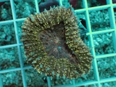 画像1: No.3 ハナガタサンゴ　オレンジ (1)