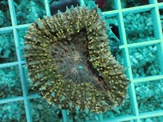 画像2: No.3 ハナガタサンゴ　オレンジ (2)