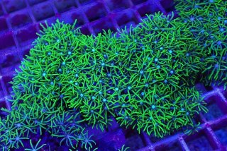 Yahoo!オークション -「バブルコーラル」(熱帯魚) (魚類、水生