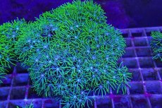 画像1: No.18 スターポリプ　メタリックグリーン　 (1)