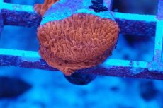 画像1: No.1 Grafted montipora ultra frag　 (1)