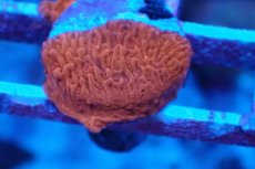 画像2: No.1 Grafted montipora ultra frag　 (2)