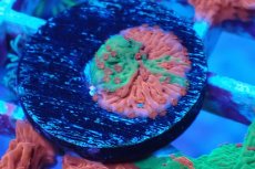画像1: No.3 Grafted montipora ultra frag　　　【人気No.1】 (1)