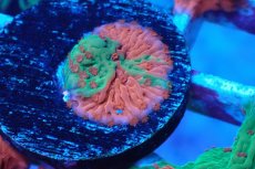 画像2: No.3 Grafted montipora ultra frag　　　【人気No.1】 (2)