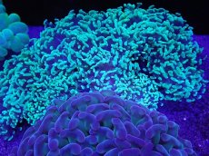 画像1: No.1 オーストラリア産 ナガレハナサンゴ モスグリーン (1)