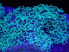 画像2: No.1 オーストラリア産 ナガレハナサンゴ モスグリーン (2)