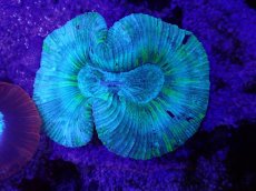 画像2: No.1 オーストラリア産 オオバナサンゴ (2)