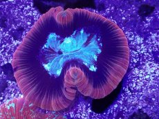 画像1: No.2 フィジー産 オオバナサンゴ (1)