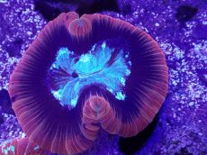 画像2: No.2 フィジー産 オオバナサンゴ (2)