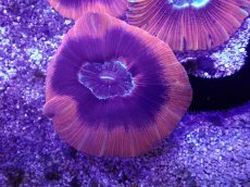 画像1: No.3 オーストラリア産 オオバナサンゴ (1)