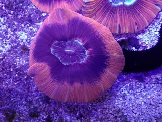 ライブロック ミックスザイズ を買うならアクアスタイルユー 海水魚