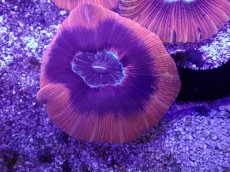 画像2: No.3 オーストラリア産 オオバナサンゴ (2)