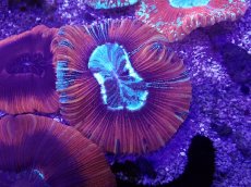 画像1: No.4 フィジー産 オオバナサンゴ (1)