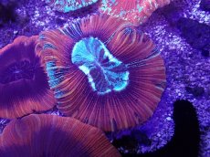 画像2: No.4 フィジー産 オオバナサンゴ (2)