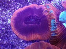 画像1: No.5 オーストラリア産 オオバナサンゴ (1)