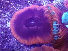 画像2: No.5 オーストラリア産 オオバナサンゴ (2)