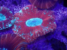 画像1: No.6 オーストラリア産 オオバナサンゴ (1)