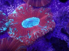 画像2: No.6 オーストラリア産 オオバナサンゴ (2)