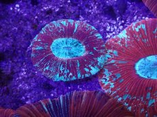 画像1: No.7 オーストラリア産 オオバナサンゴ (1)