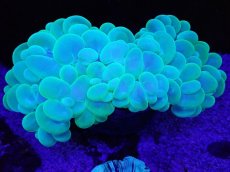 画像1: No.1 バブルコーラル　Xlsize (1)