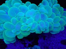 画像2: No.1 バブルコーラル　Xlsize (2)