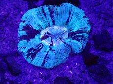 画像1: No.8 オーストラリア産 オオバナサンゴ (1)