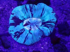 画像2: No.8 オーストラリア産 オオバナサンゴ (2)