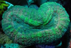 画像1: No.1 オーストラリア産 ハナガタサンゴ (1)