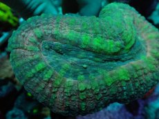 画像2: No.1 オーストラリア産 ハナガタサンゴ (2)