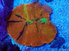 画像1: No.1 ワレクサビライシ　スペシャルカラー (1)