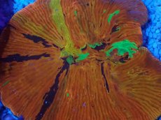 画像2: No.1 ワレクサビライシ　スペシャルカラー (2)