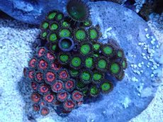 画像1: No.1 インドネシア産 マメスナギンチャク (1)