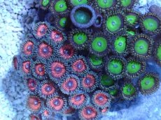 画像2: No.1 インドネシア産 マメスナギンチャク (2)