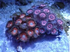 画像1: No.2 インドネシア産 マメスナギンチャク (1)