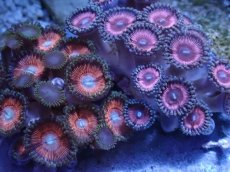 画像2: No.2 インドネシア産 マメスナギンチャク (2)