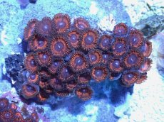 画像1: No.3 インドネシア産 マメスナギンチャク (1)