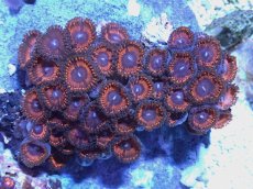 画像2: No.3 インドネシア産 マメスナギンチャク (2)