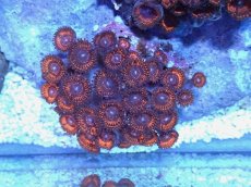 画像1: No.4 インドネシア産 マメスナギンチャク (1)