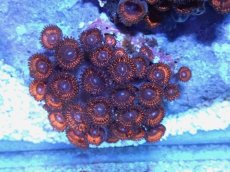 画像2: No.4 インドネシア産 マメスナギンチャク (2)