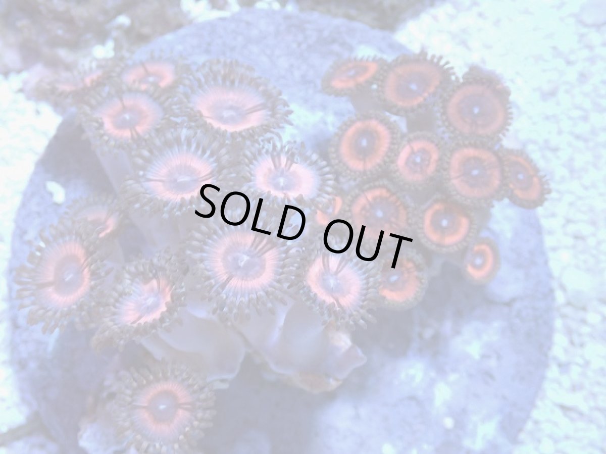 画像1: No.5 インドネシア産 マメスナギンチャク (1)