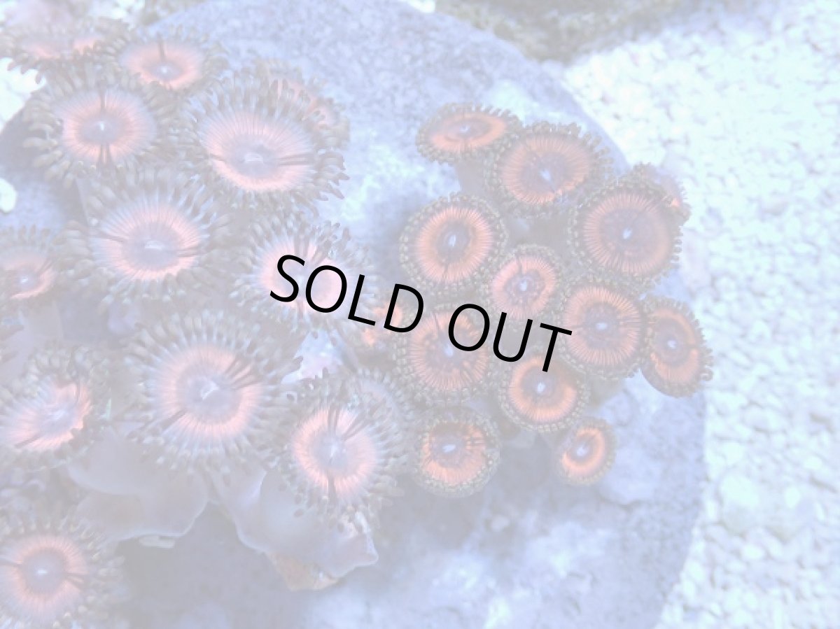 画像2: No.5 インドネシア産 マメスナギンチャク (2)