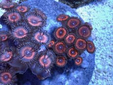 画像2: No.5 インドネシア産 マメスナギンチャク (2)