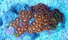 画像1: No.6 フィジー産 マメスナギンチャク (1)