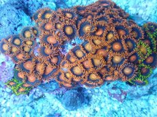 画像2: No.6 フィジー産 マメスナギンチャク (2)