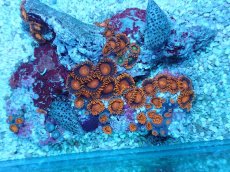 画像1: No.7 フィジー産 マメスナギンチャク (1)